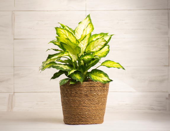 Dieffenbachia Camille