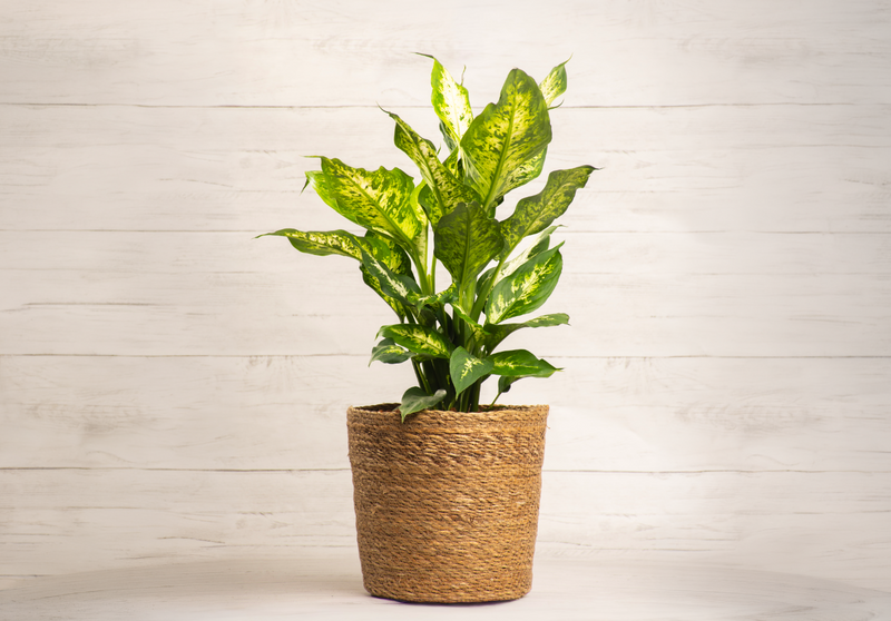 Dieffenbachia Compacta