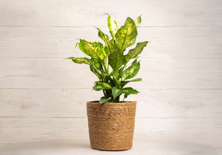 Dieffenbachia Compacta