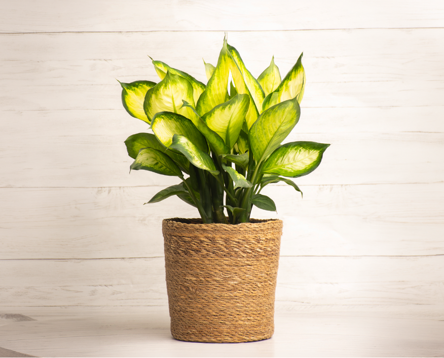 Dieffenbachia Marianne