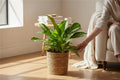 Aglaonema Silver Bay