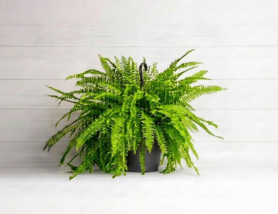 Boston Fern HB