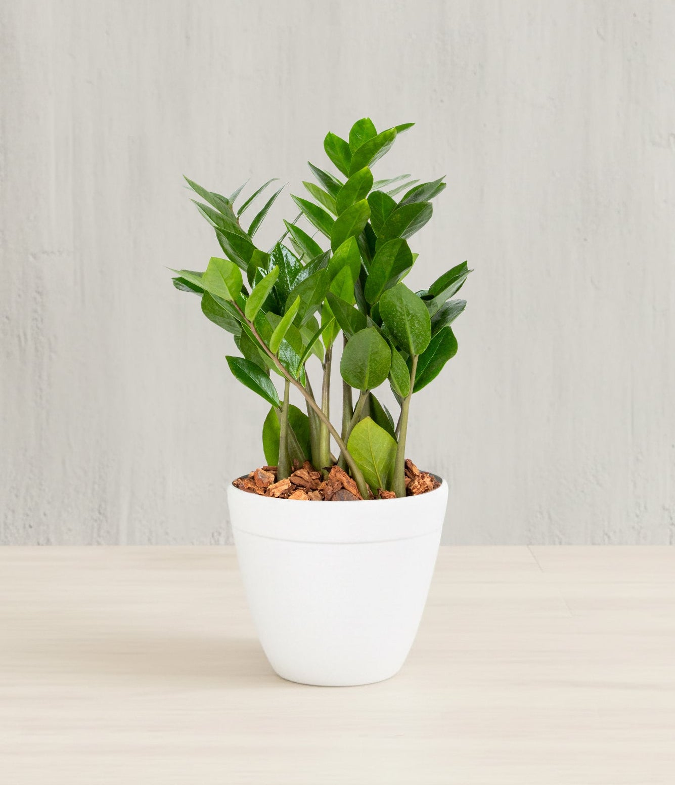 Andersen Farms - Zamioculcas Zamiifolia ZZ Plant 6in – Andersenfarms
