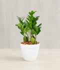 Zamioculcas Zamiifolia ZZ Plant