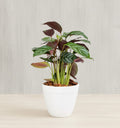 Calathea Setosa