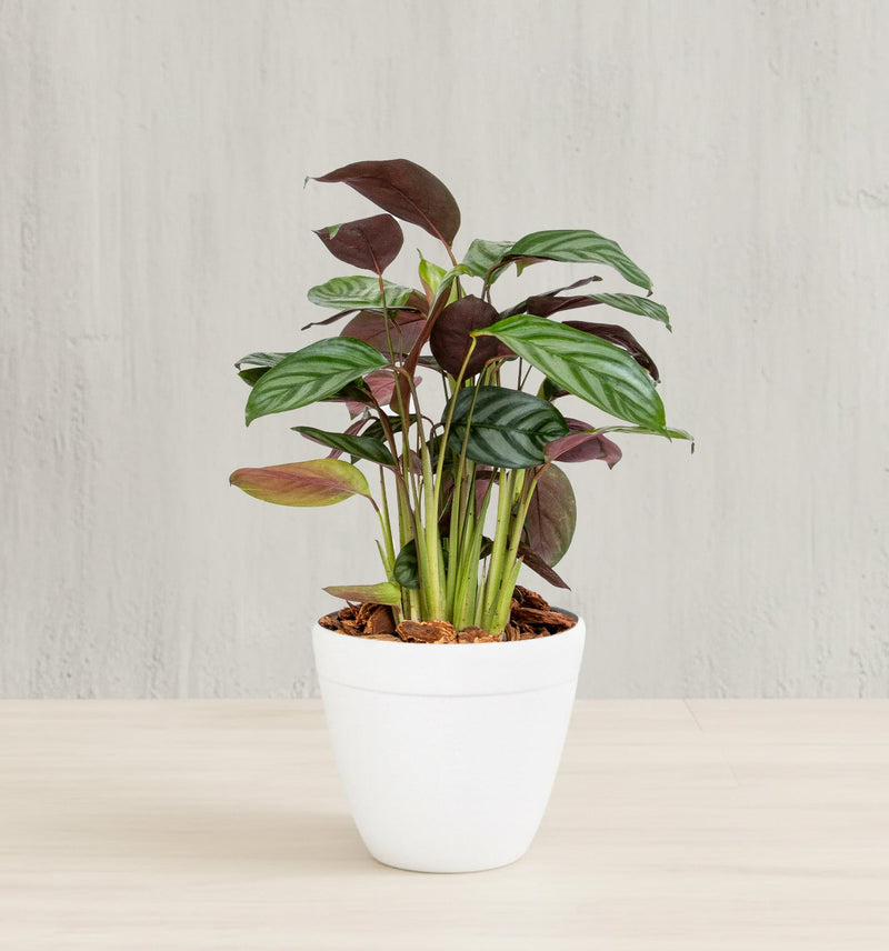 Calathea Setosa