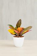 Croton Petra