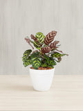 Calathea Peacock