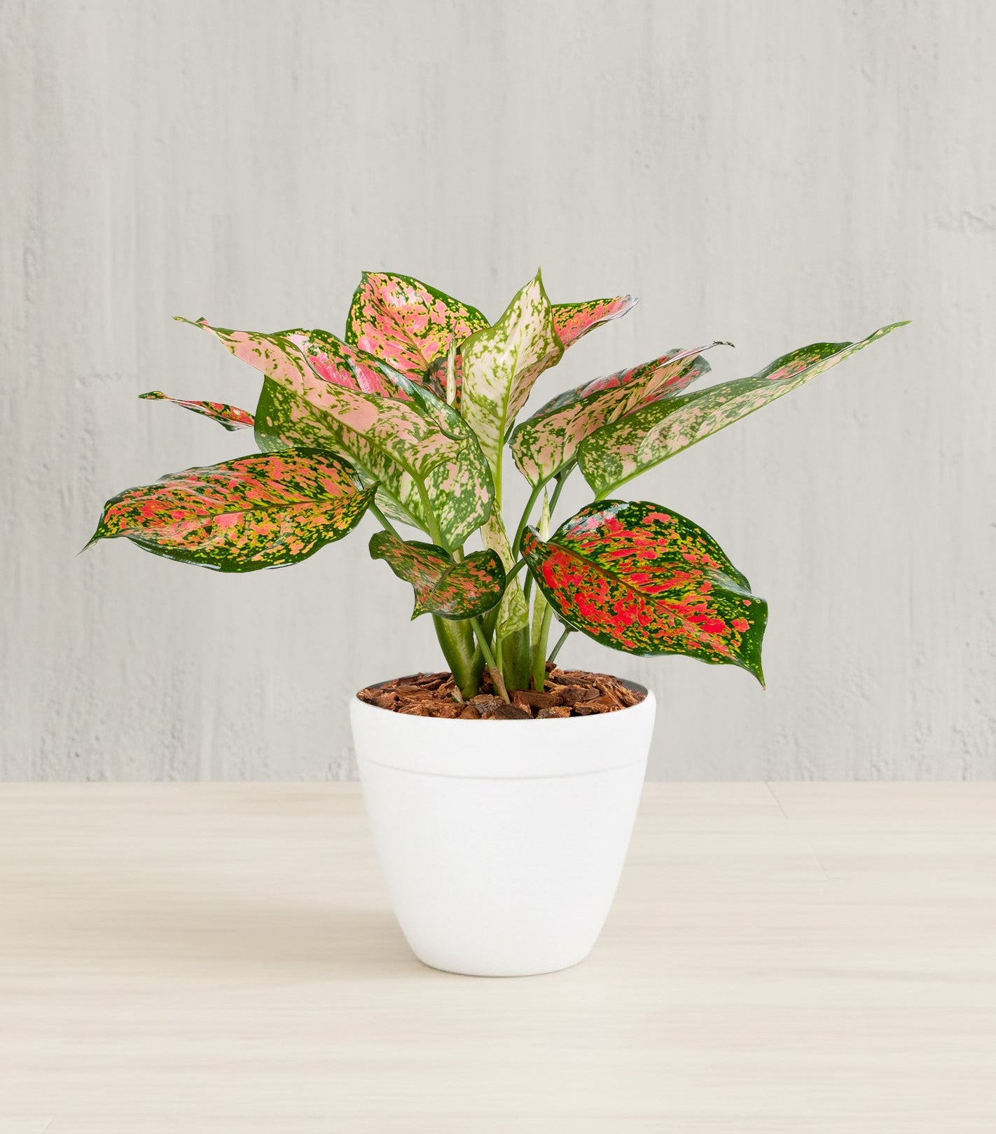 Andersen Farms - Aglaonema Red Valentine 6in – Andersenfarms