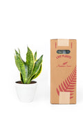 Sansevieria Futura Superba