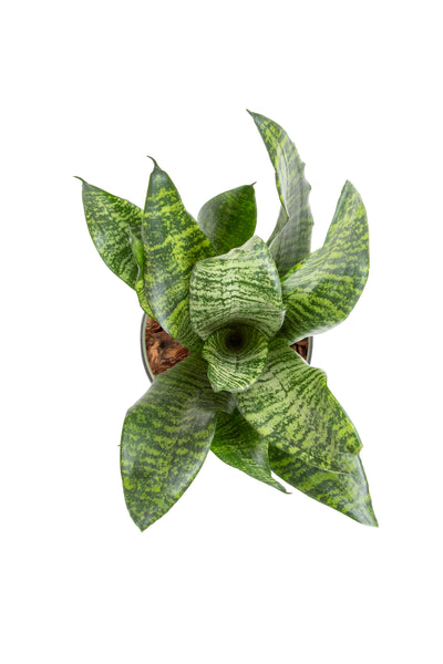 Sansevieria Futura Green