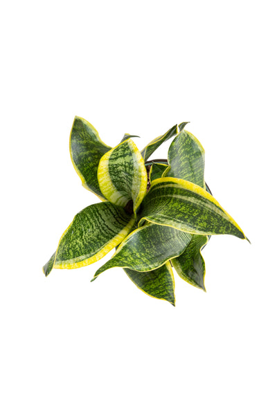 Sansevieria Futura Superba