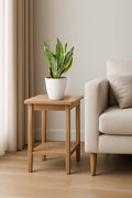 Sansevieria Futura Superba