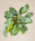 Calathea Setosa