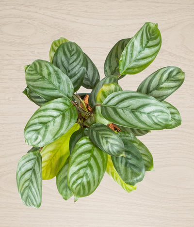Calathea Setosa