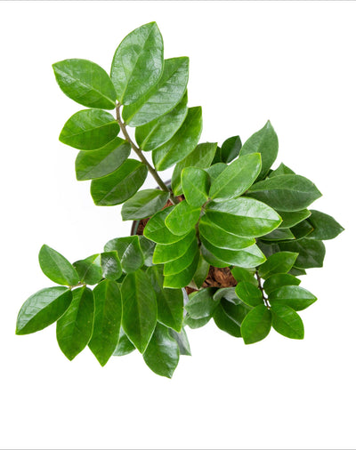 Zamioculcas Zamiifolia ZZ Plant