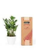 Zamioculcas Zamiifolia ZZ Plant