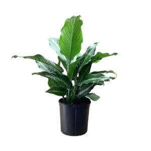 Andersen Farms Dieffenbachia Cougar Live Plant Indoor/Outdoor in 10 in. Grower Pot