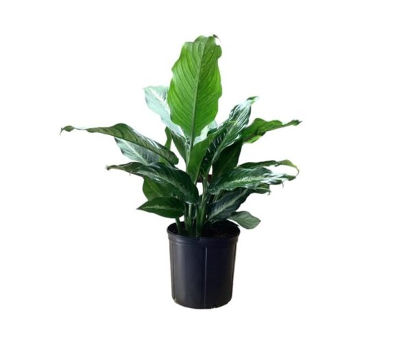 Andersen Farms Dieffenbachia Cougar Live Plant Indoor/Outdoor in 10 in. Grower Pot