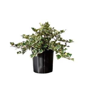 Andersen Farms Ficus Triangularis Variegated Live Plant Indoor/Outdoor in 10 inch Grower Pot