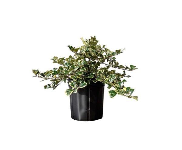 Andersen Farms Ficus Triangularis Variegated Live Plant Indoor/Outdoor in 10 inch Grower Pot