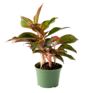 6" Aglaonema Siam