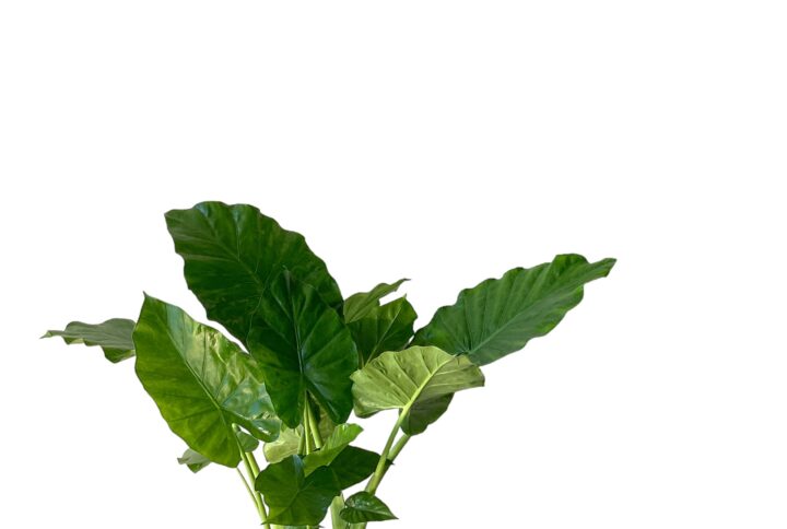 Alocasia Calidora