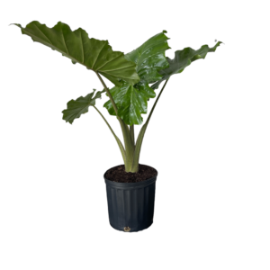 Alocasia Portora