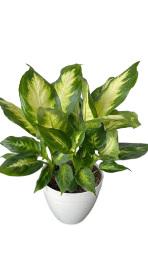 Dieffenbachia Camille