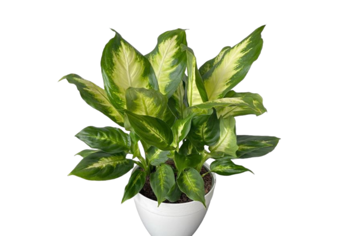 Dieffenbachia Camille