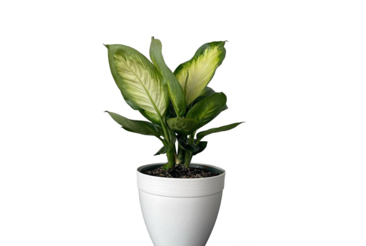Dieffenbachia Marianne