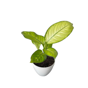 Dieffenbachia Mars