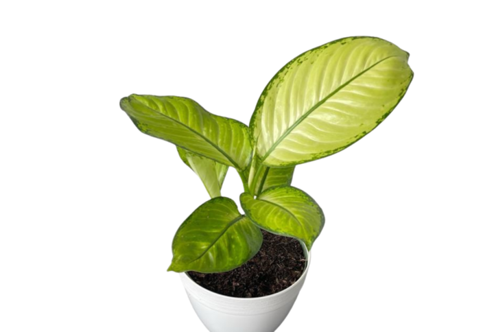 Dieffenbachia Mars