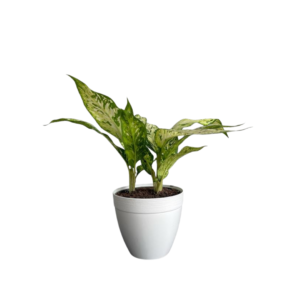 Dieffenbachia Starbright 6