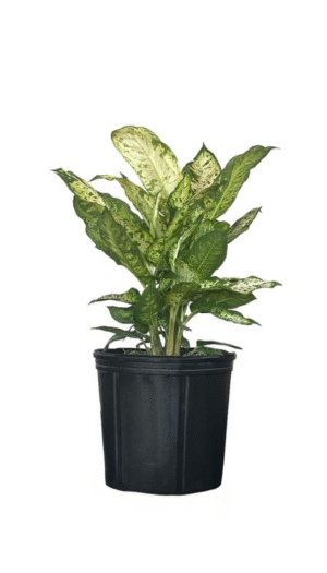 Dieffenbachia Sublime