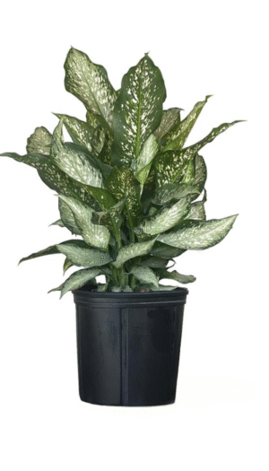 Dieffenbachia Tiki