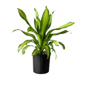 Dracaena Golden Heart