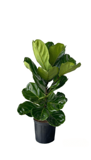 Ficus Lyrata Column