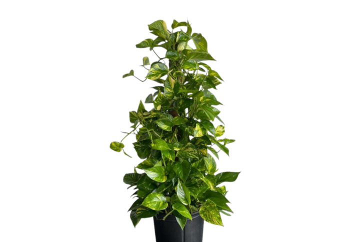Golden Pothos Totem 10