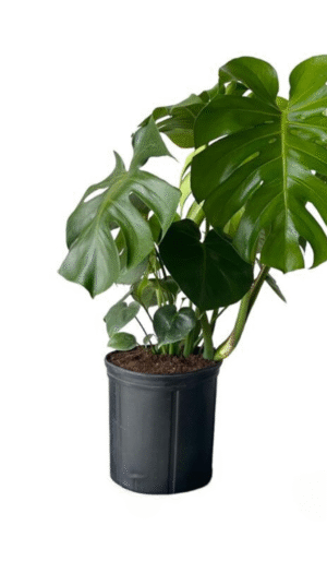Philodendron Monstera