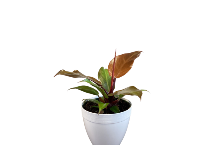 Philodendron Red Sun