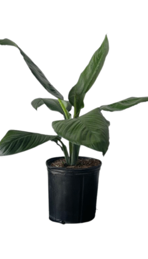 Spathiphyllum Sensation