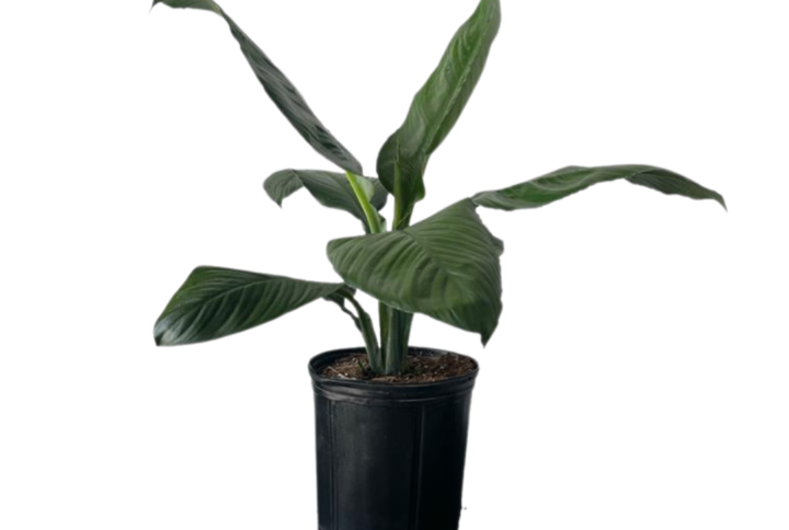 Spathiphyllum Sensation