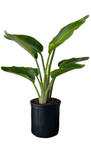 White Bird of Paradise