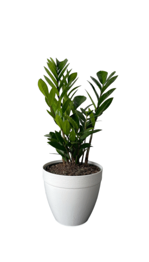ZZ Plant