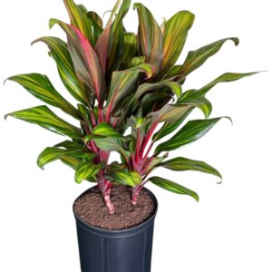 Cordyline Harlequinn