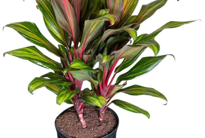 Cordyline Harlequinn