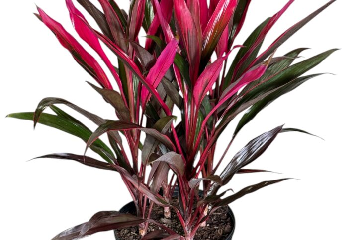 Cordyline Red Sensation