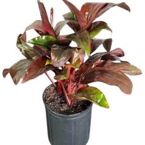 Cordyline Dr. Brown
