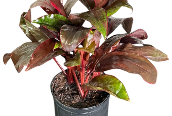 Cordyline Dr. Brown